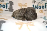 Luna, a female French Bulldog for sale in Worthington, MN – 3 of 4