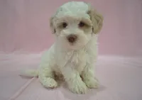 Bucky, a male Poodle - Toy  and Shichon for sale in Worthington, MN – 4 of 7