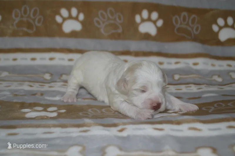 Bucky – Poodle - Toy , Shichon puppy for sale in Worthington, MN