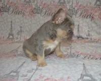 Lucy, a female French Bulldog for sale in Worthington, MN – 3 of 4