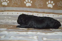 Natasha, a female Poodle - Toy  and Shichon for sale in Worthington, MN – 4 of 4