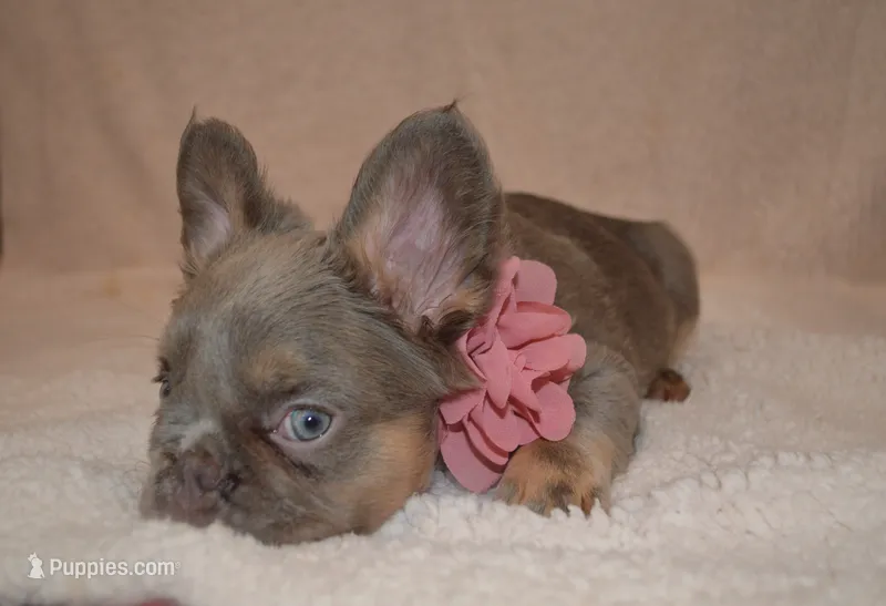 Lulu – French Bulldog puppy for sale in Worthington, MN