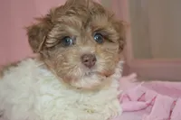 Shuri, a female Poodle - Toy  and Shichon for sale in Worthington, MN – 3 of 9