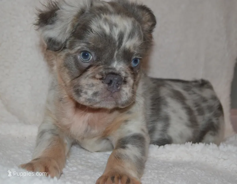 Louie – French Bulldog puppy for sale in Worthington, MN