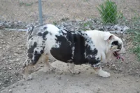 Coco, a female English Bulldog for sale in Worthington, MN – 4 of 4