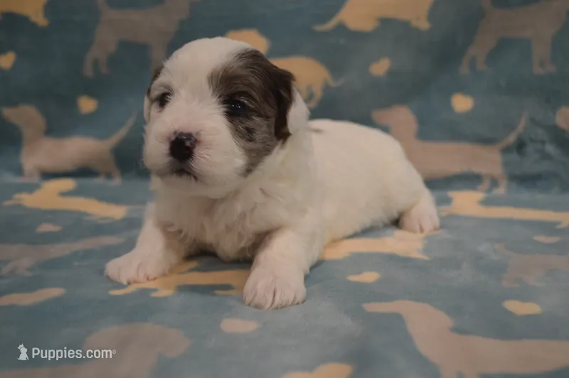 Hela – Poodle - Toy , Shichon puppy for sale in Worthington, MN