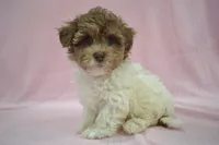 Shuri, a female Poodle - Toy  and Shichon for sale in Worthington, MN – 8 of 9