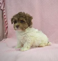 Shuri, a female Poodle - Toy  and Shichon for sale in Worthington, MN – 6 of 9