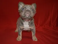 Lulu, a female French Bulldog for sale in Worthington, MN – 4 of 6