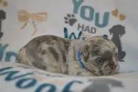 Louie, a male French Bulldog for sale in Worthington, MN – 3 of 4