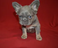 Lulu, a female French Bulldog for sale in Worthington, MN – 2 of 6