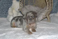 Louie, a male French Bulldog for sale in Worthington, MN – 2 of 5