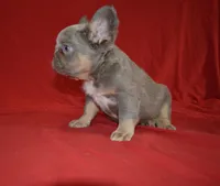 Lulu, a female French Bulldog for sale in Worthington, MN – 5 of 6