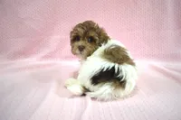 Shuri, a female Poodle - Toy  and Shichon for sale in Worthington, MN – 2 of 9