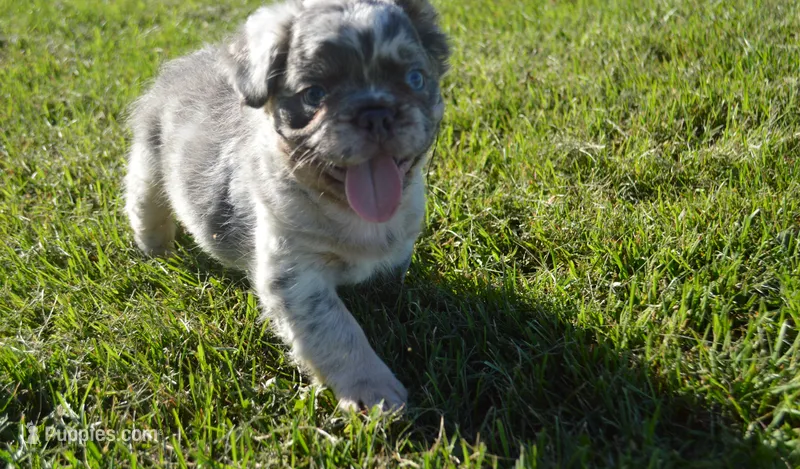 Louie – French Bulldog puppy for sale in Worthington, MN