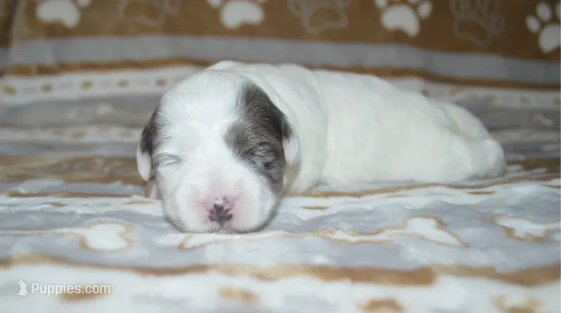 Hela – Poodle - Toy , Shichon puppy for sale in Worthington, MN