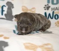Luna, a female French Bulldog for sale in Worthington, MN – 4 of 4