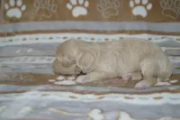 Yelena, a female Poodle - Toy  and Shichon for sale in Worthington, MN – 5 of 5