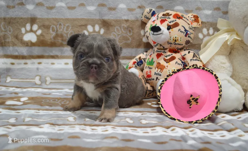 Lulu – French Bulldog puppy for sale in Worthington, MN