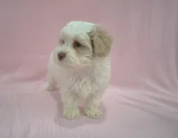 Bucky, a male Poodle - Toy  and Shichon for sale in Worthington, MN – 2 of 7