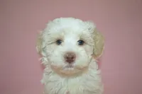 Bucky, a male Poodle - Toy  and Shichon for sale in Worthington, MN – 3 of 7