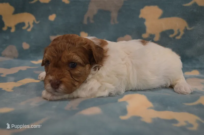 Shuri – Poodle - Toy , Shichon puppy for sale in Worthington, MN