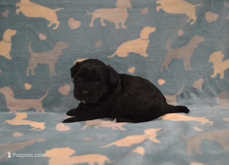Natasha – Poodle - Toy , Shichon puppy for sale in Worthington, MN