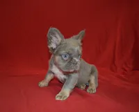 Lulu, a female French Bulldog for sale in Worthington, MN – 6 of 6
