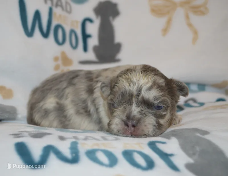 Louie – French Bulldog puppy for sale in Worthington, MN