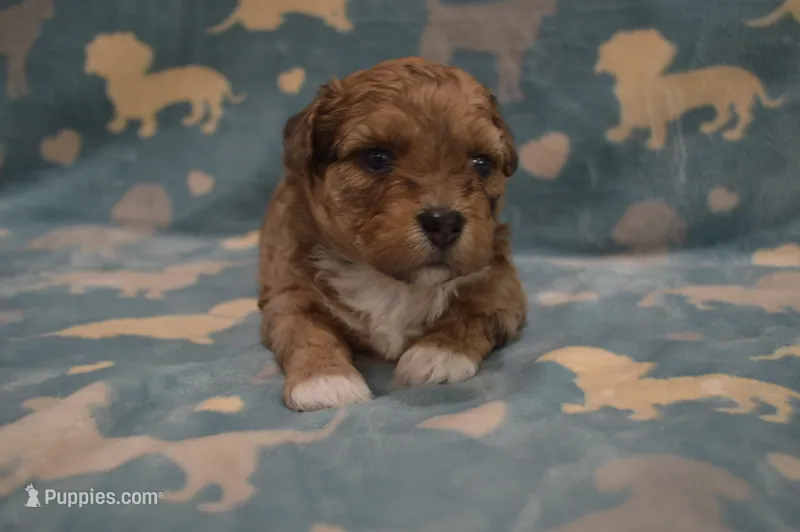 Wanda – Poodle - Toy , Shichon puppy for sale in Worthington, MN