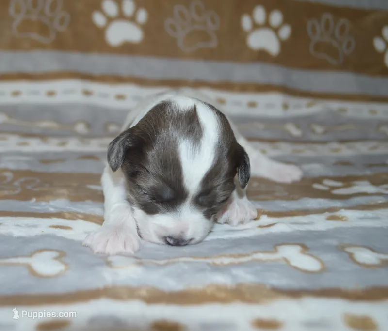 Peter – Poodle - Toy , Shichon puppy for sale in Worthington, MN