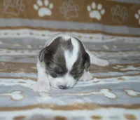 Peter, a male Poodle - Toy  and Shichon for sale in Worthington, MN – 1 of 5