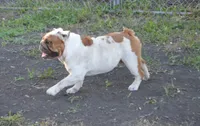 Mr. Pig, a male English Bulldog for sale in Worthington, MN – 2 of 2