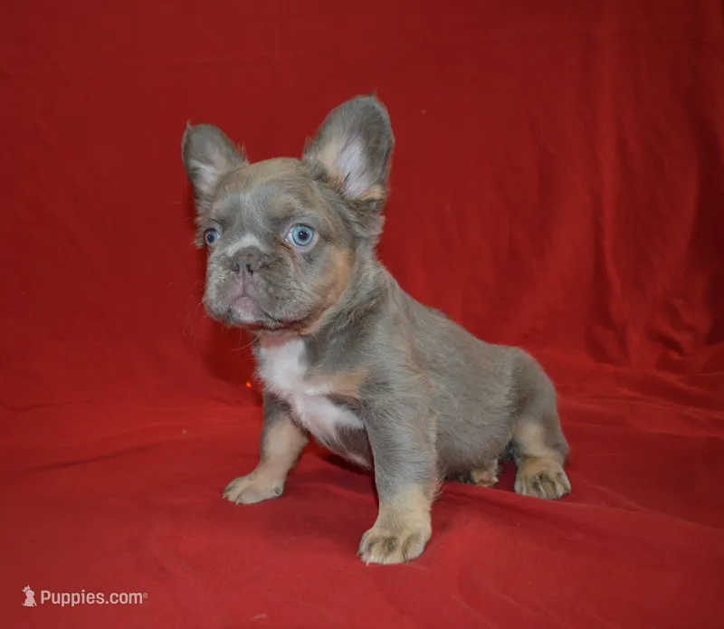 Lulu – French Bulldog puppy for sale in Worthington, MN