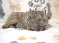 Lulu, a female French Bulldog for sale in Worthington, MN – 2 of 4