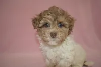 Shuri, a female Poodle - Toy  and Shichon for sale in Worthington, MN – 5 of 9