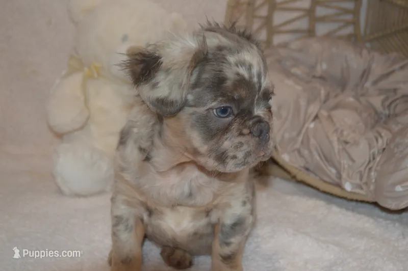 Louie – French Bulldog puppy for sale in Worthington, MN