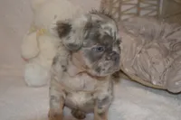 Louie, a male French Bulldog for sale in Worthington, MN – 1 of 5