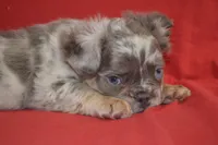 Louie, a male French Bulldog for sale in Worthington, MN – 2 of 3