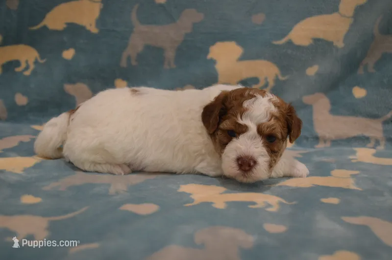 Steve – Poodle - Toy , Shichon puppy for sale in Worthington, MN