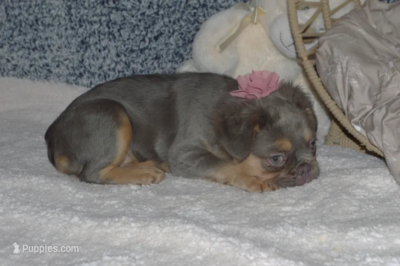 Lucy – French Bulldog puppy for sale in Worthington, MN