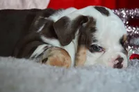 Duke, a male English Bulldog for sale in Texas City, TX – Photo 4 of 4