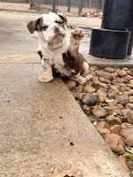 Duke, a male English Bulldog for sale in Texas City, TX – Photo 1 of 4
