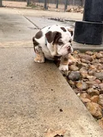 Duke, a male English Bulldog for sale in Texas City, TX – Photo 3 of 4