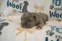 Lulu, a female French Bulldog for sale in Worthington, MN – 4 of 4