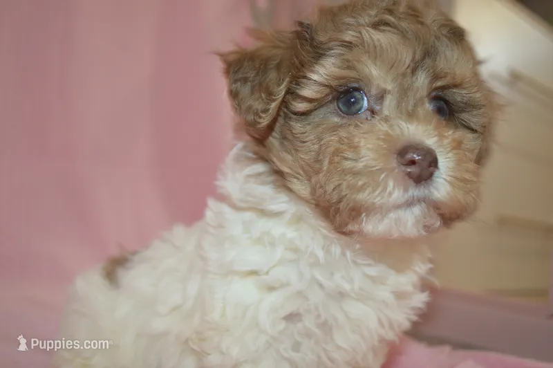 Shuri – Poodle - Toy , Shichon puppy for sale in Worthington, MN