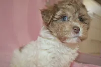 Shuri, a female Poodle - Toy  and Shichon for sale in Worthington, MN – 1 of 9