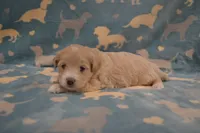 Yelena, a female Poodle - Toy  and Shichon for sale in Worthington, MN – 3 of 4