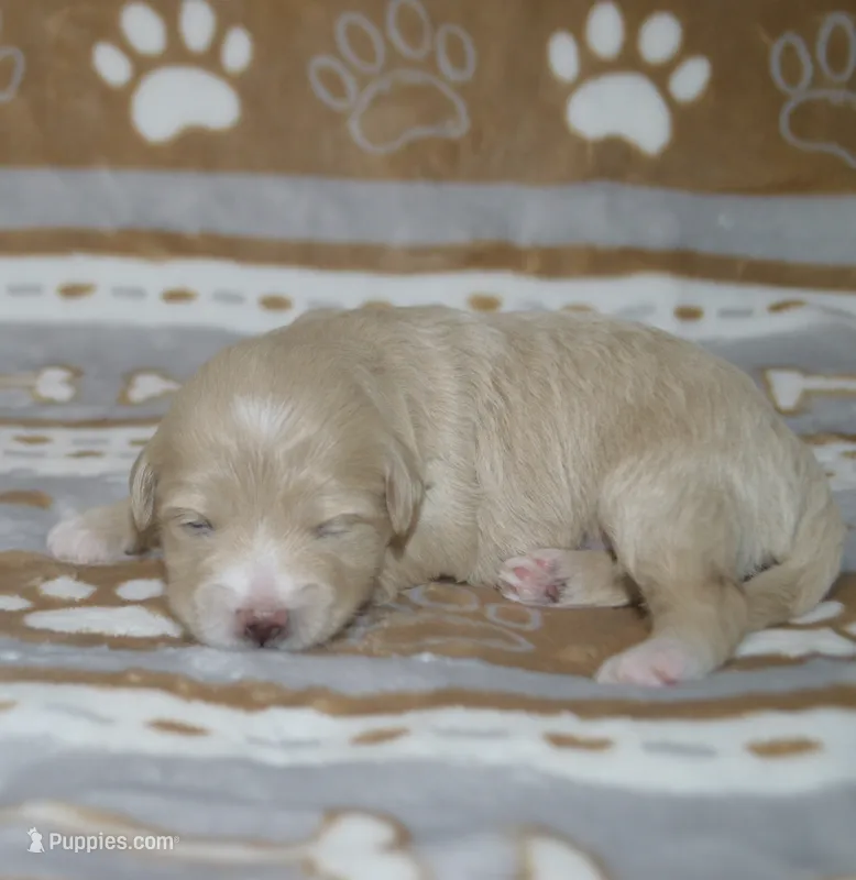 Yelena – Poodle - Toy , Shichon puppy for sale in Worthington, MN