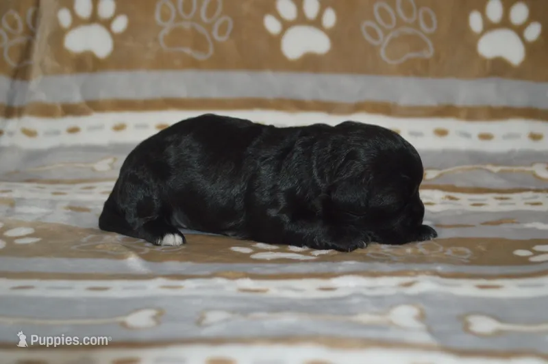 Natasha – Poodle - Toy , Shichon puppy for sale in Worthington, MN
